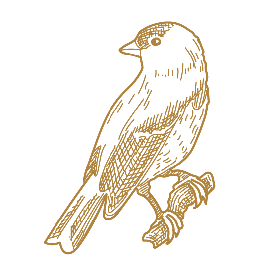 Illustration eines Vogels